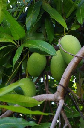 Pondok Mangga มาตารัม ภายนอก รูปภาพ